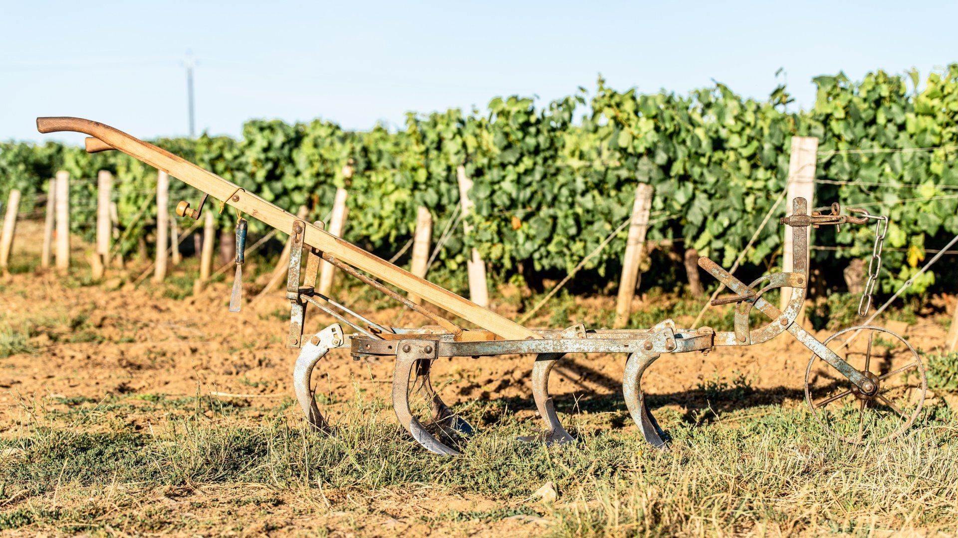 Steep Chablis vineyard work at Domaine Durup