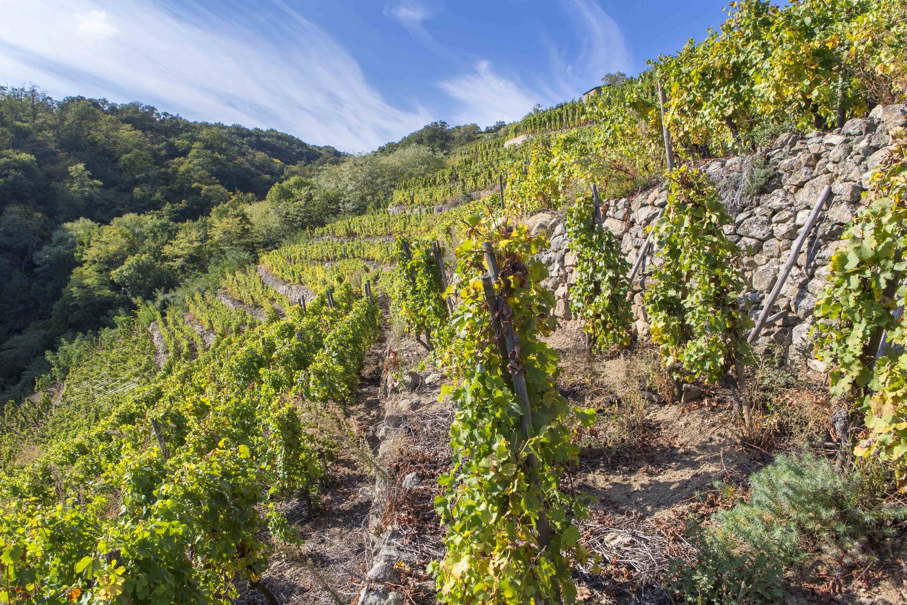 Yves Cuilleron vineyard work