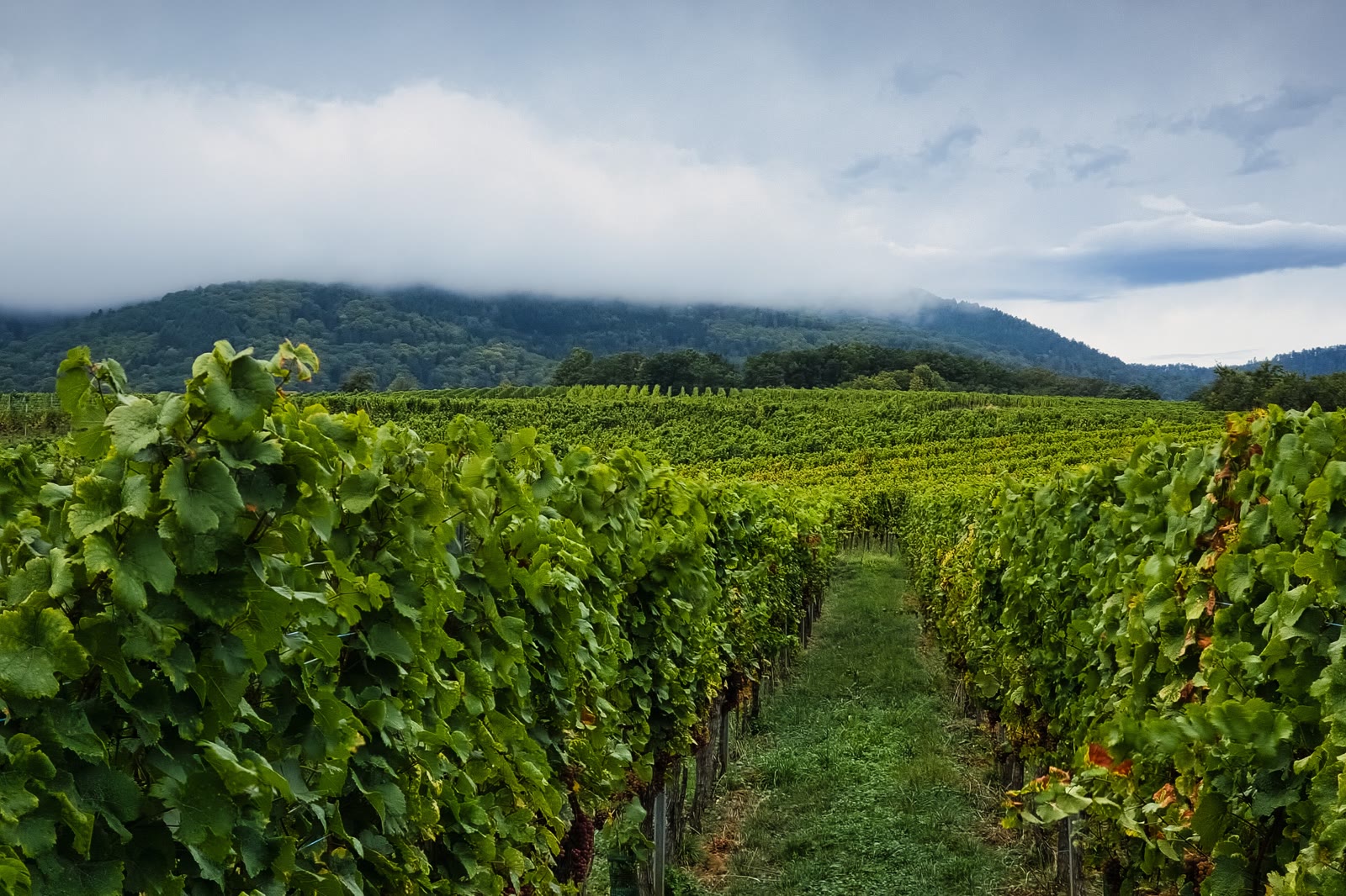 Vườn nho Alsace dưới dãy Vosges phủ mây